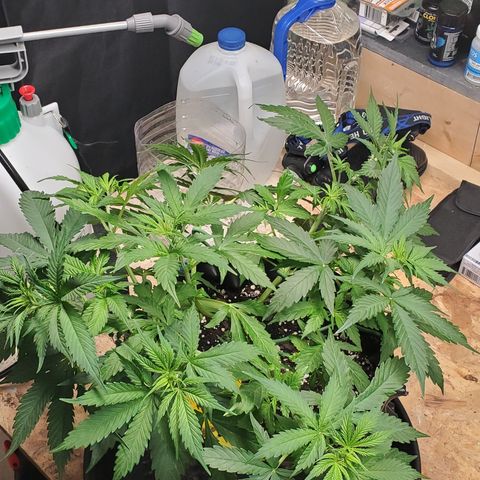 Tangerine growlog timeline photo