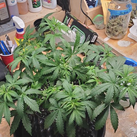 Tangerine growlog timeline photo
