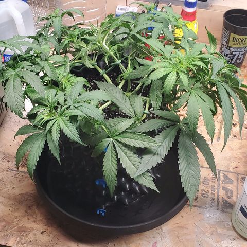 Tangerine growlog timeline photo