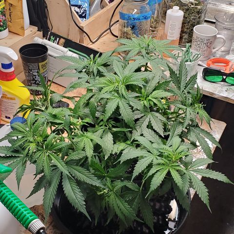 Tangerine growlog timeline photo