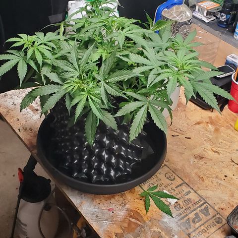 Tangerine growlog timeline photo