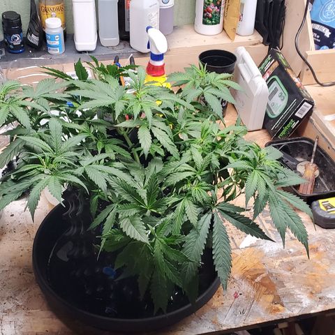Tangerine growlog timeline photo