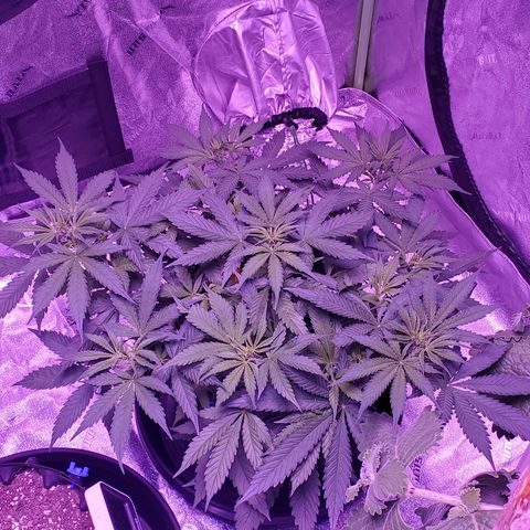 Tangerine growlog timeline photo