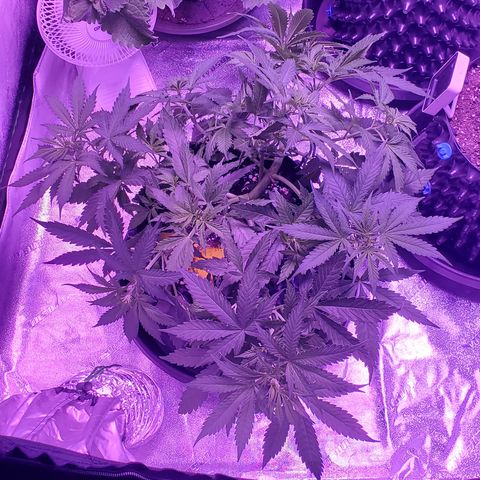 Tangerine growlog timeline photo