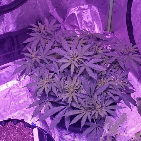 Tangerine growlog timeline photo