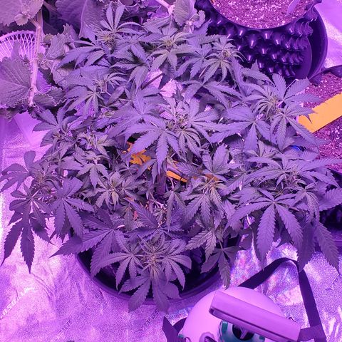 Tangerine growlog timeline photo