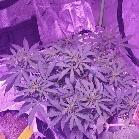 Tangerine growlog timeline photo