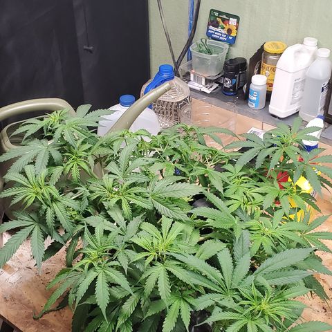 Tangerine growlog timeline photo