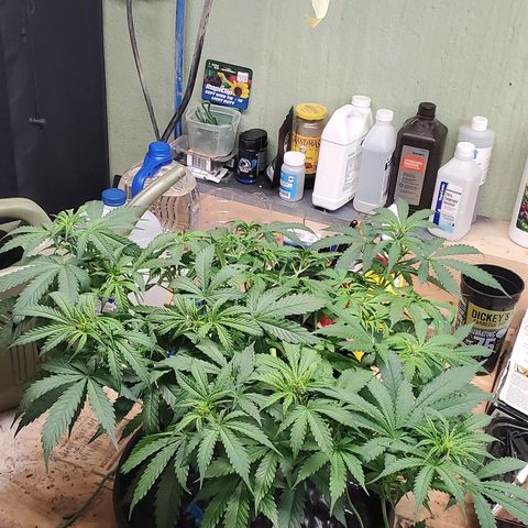 Tangerine growlog timeline photo
