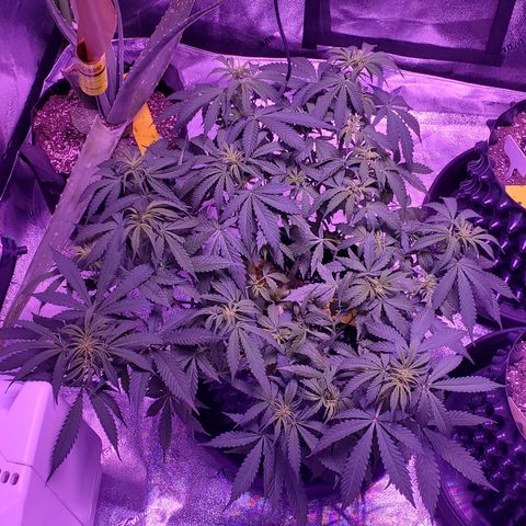 Tangerine growlog timeline photo