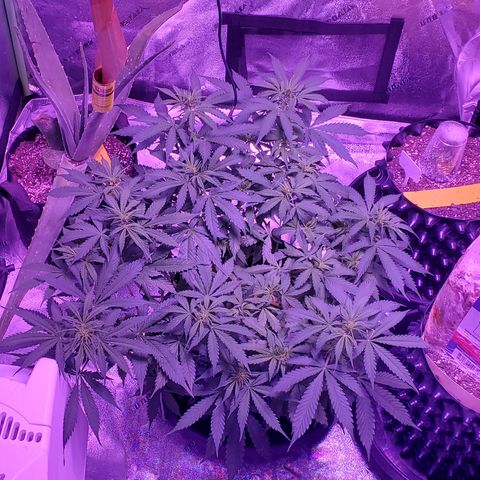 Tangerine growlog timeline photo