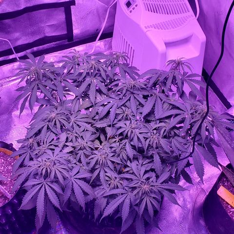 Tangerine growlog timeline photo