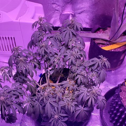 Tangerine growlog timeline photo