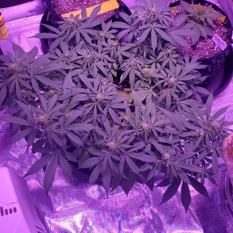 Tangerine growlog timeline photo