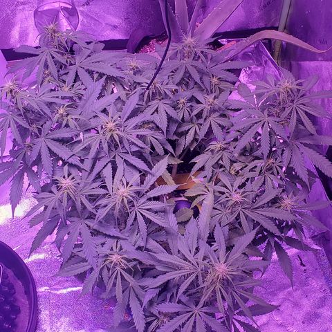 Tangerine growlog timeline photo