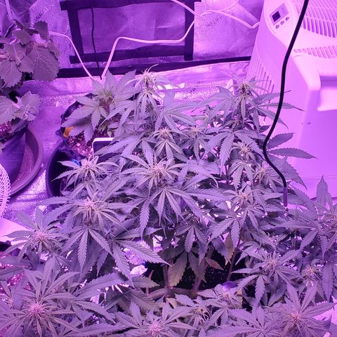 Tangerine growlog timeline photo