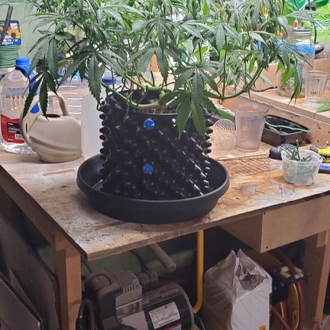 Tangerine growlog timeline photo
