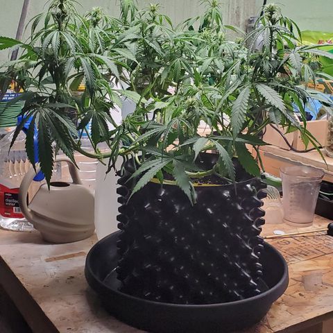 Tangerine growlog timeline photo