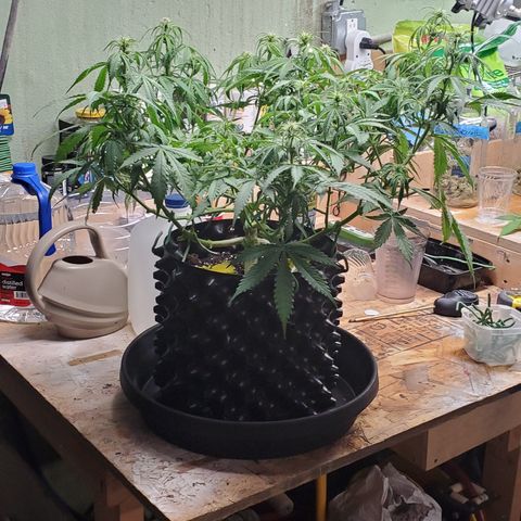 Tangerine growlog timeline photo
