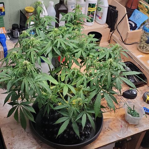 Tangerine growlog timeline photo