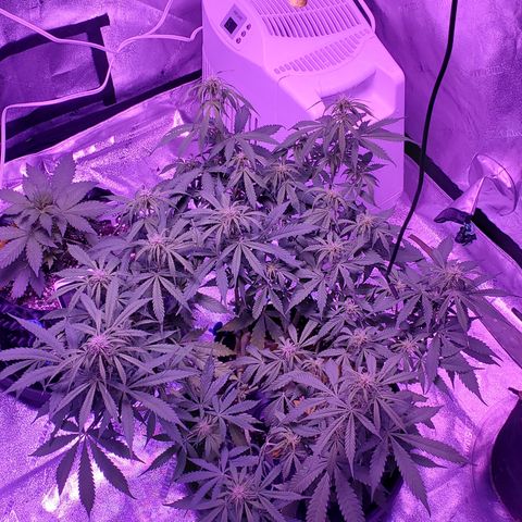 Tangerine growlog timeline photo