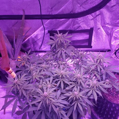 Tangerine growlog timeline photo