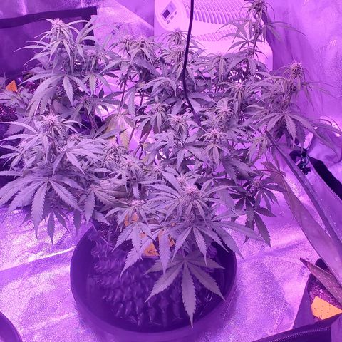 Tangerine growlog timeline photo