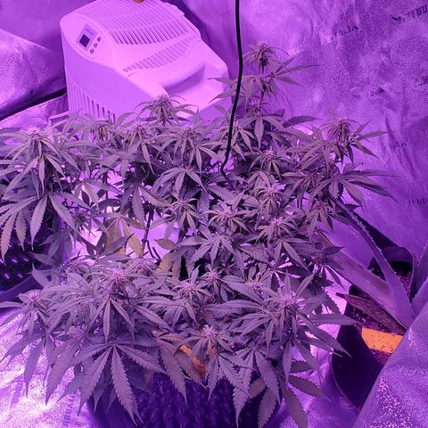 Tangerine growlog timeline photo