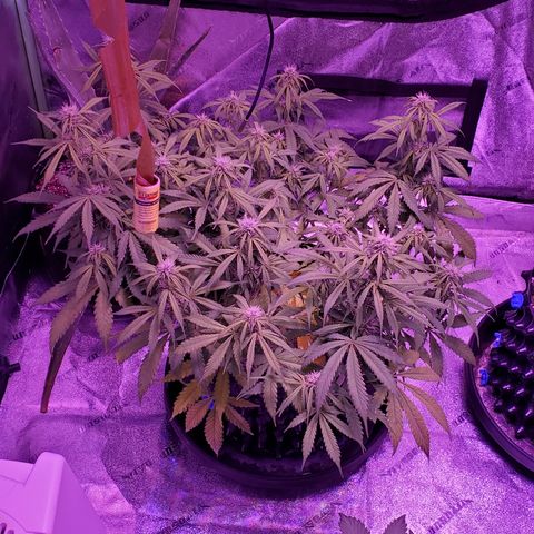Tangerine growlog timeline photo