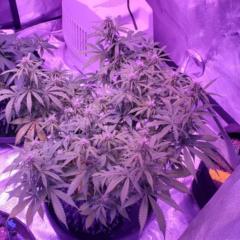 Tangerine growlog timeline photo