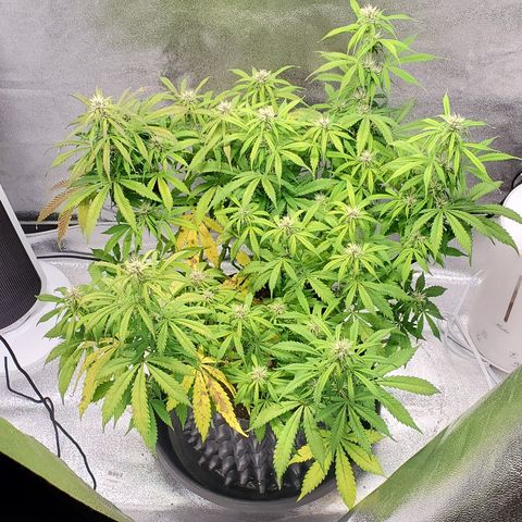Tangerine growlog timeline photo