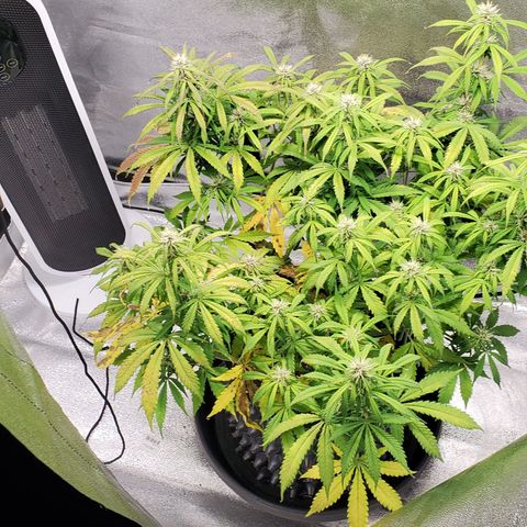 Tangerine growlog timeline photo