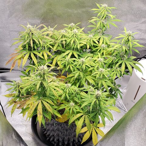 Tangerine growlog timeline photo