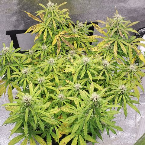 Tangerine growlog timeline photo