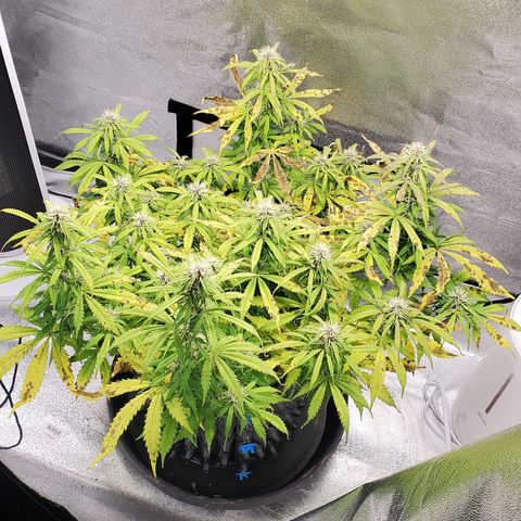Tangerine growlog timeline photo