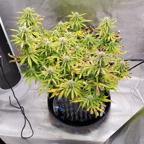 Tangerine growlog timeline photo