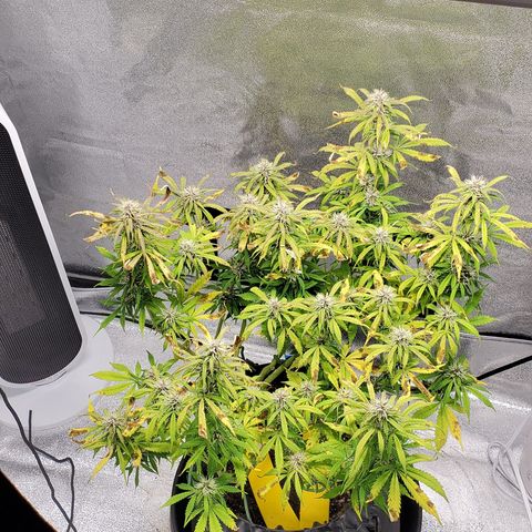 Tangerine growlog timeline photo