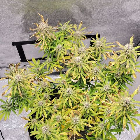 Tangerine growlog timeline photo