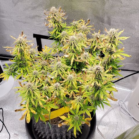 Tangerine growlog timeline photo