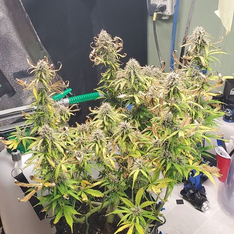 Tangerine growlog timeline photo