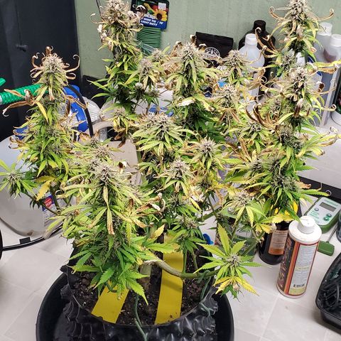 Tangerine growlog timeline photo