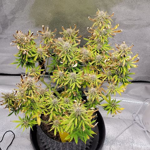 Tangerine growlog timeline photo