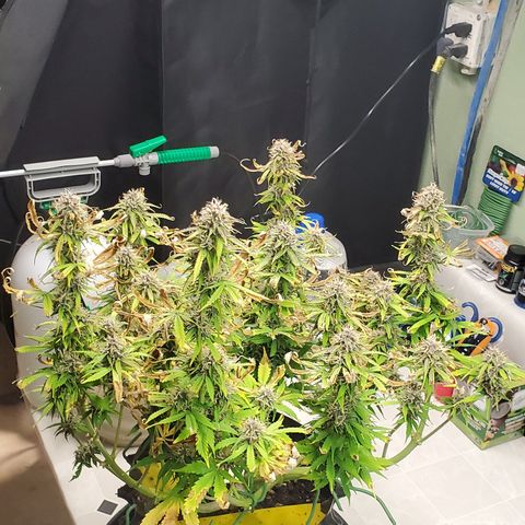 Tangerine growlog timeline photo