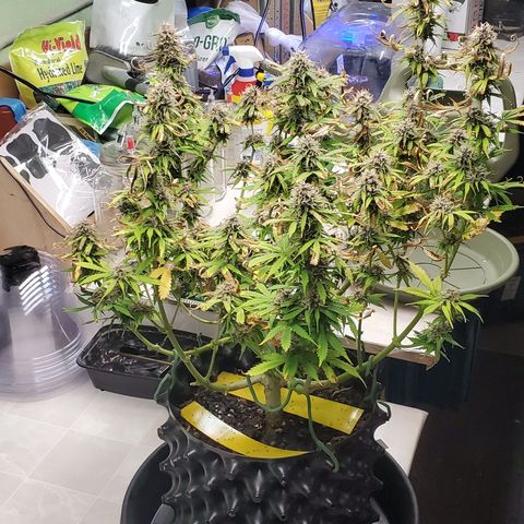 Tangerine growlog timeline photo