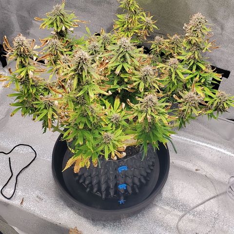 Tangerine growlog timeline photo