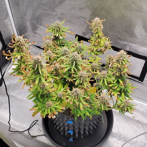 Tangerine growlog timeline photo