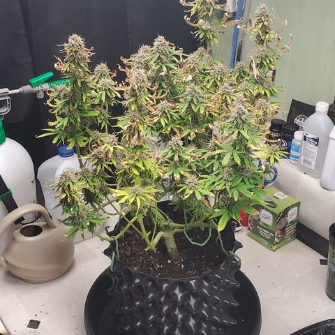 Tangerine growlog timeline photo