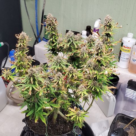 Tangerine growlog timeline photo
