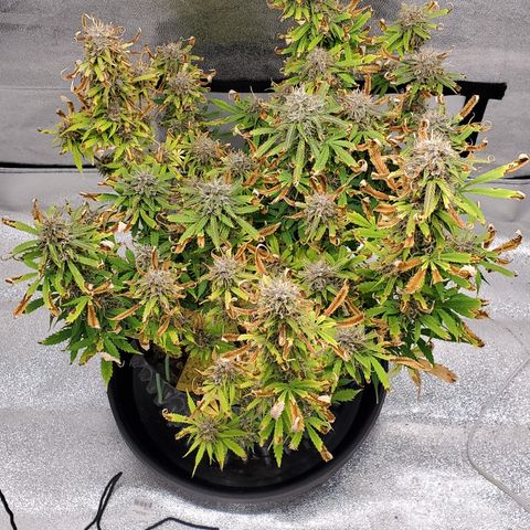 Tangerine growlog timeline photo