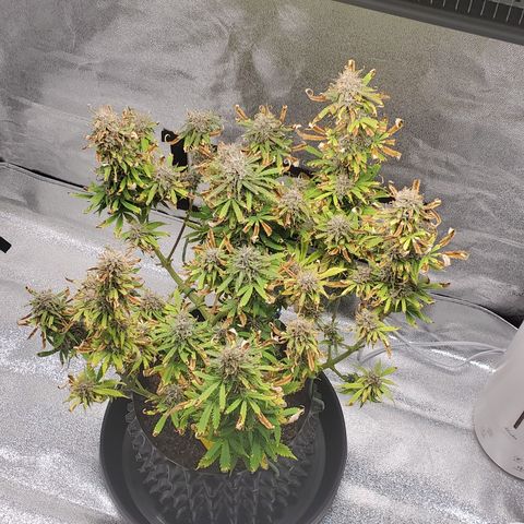 Tangerine growlog timeline photo